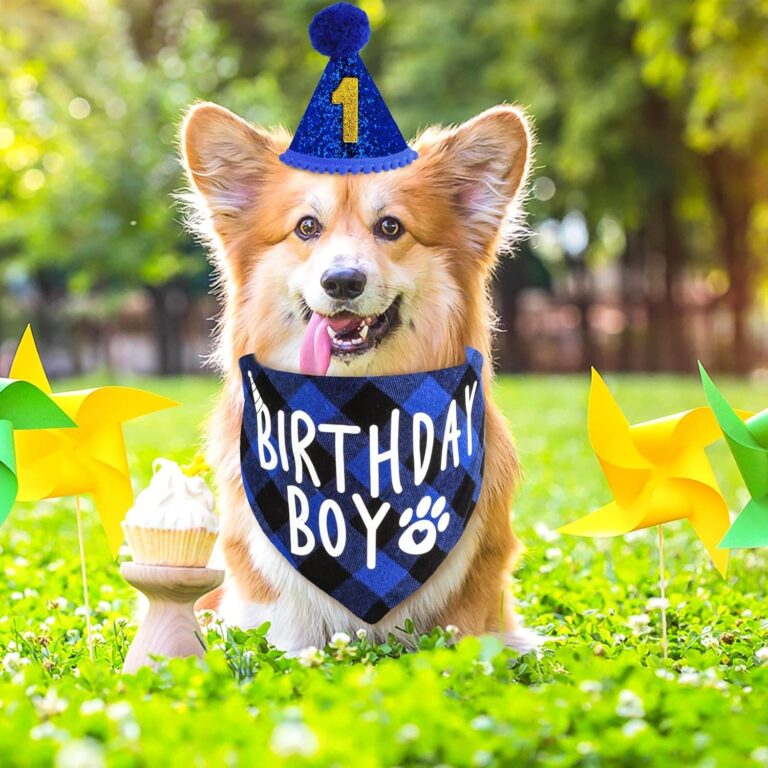 Cobee Juego de gorro de cumpleaños para perro
