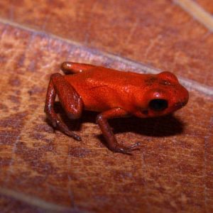 Rana Dardo de Géminis