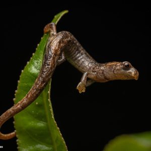 Bolitoglossa Tatamae