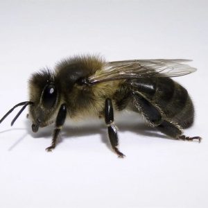 Abeja Negra Europea