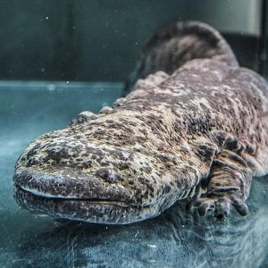 Salamandra Gigante China