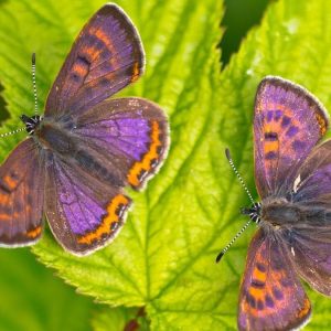 Mariposa Manto Violeta