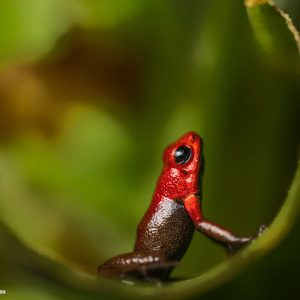 Andinobates Daleswansoni