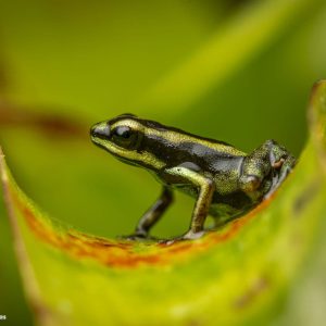 Rana Venenosa Verde Andina