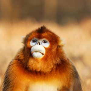 Mono Dorado de Nariz Chata