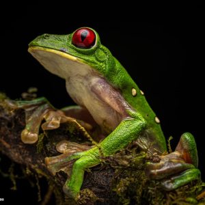 Rana Mono de Spurrell