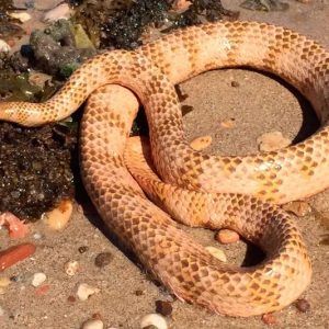 Serpiente de Mar de Nariz Corta