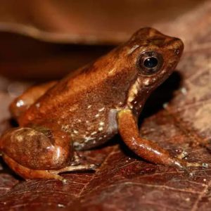 Rana Cohete de Granville