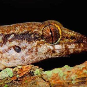 Gecko Caribeño de Reyes