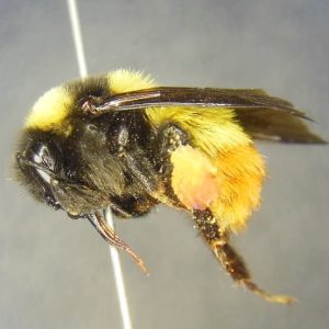 Bombus Haueri