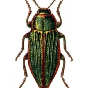 Buprestis Splendens