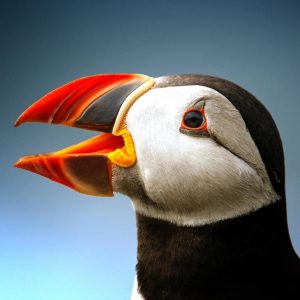 Frailecillo Atlántico