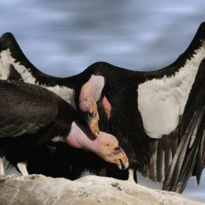 Cóndor Californiano