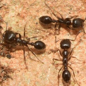 Goniomma Compressisquama