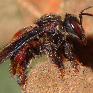 Abeja Trigona