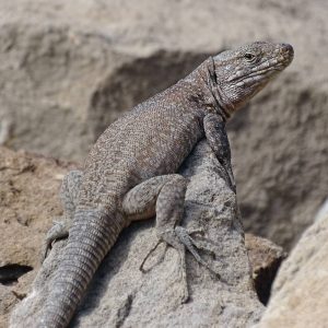 Lagarto Gigante de Tenerife