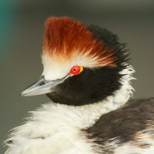 Macá Tobiano
