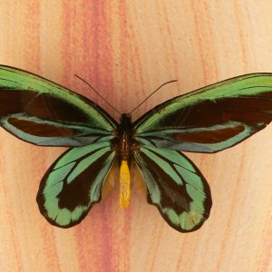 Mariposa  Alas de Pájaro de la Reina Alexandra