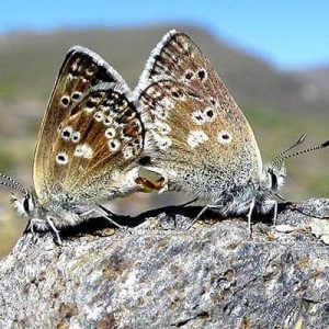 Mariposa del Puerto del Lobo