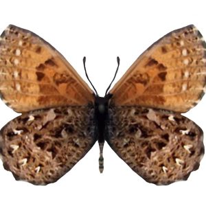 Mariposa Braquíptera de Bordón