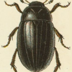 Escarabajo Plateado de Agua