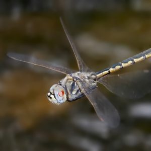 Hemicordulia Ogasawarensis