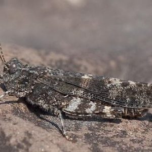 Trimerotropis Occidentiloides