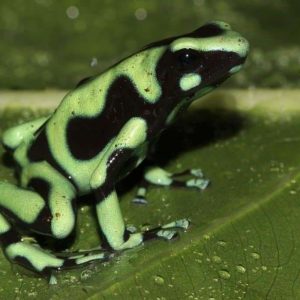 Rana Venenosa Verde