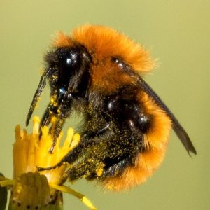 Abejorro Chileno o Abejorro colorado