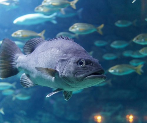 Teleósteo (Bacalao)