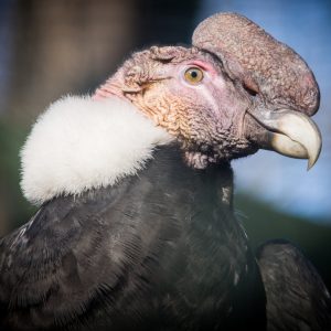 Cóndor de los Andes