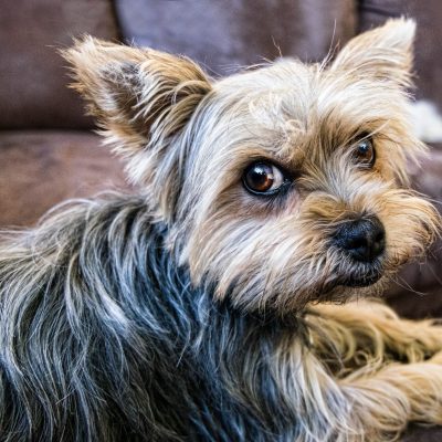 Yorkshire terrier