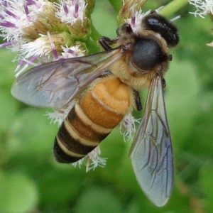 Abeja Asiática Grande