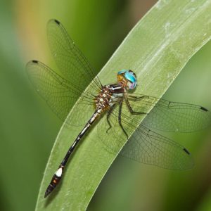 Epigomphus Donnellyi
