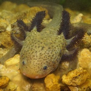 Salamandra del Lago de Pátzcuaro