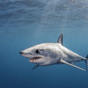 Tiburón Mako