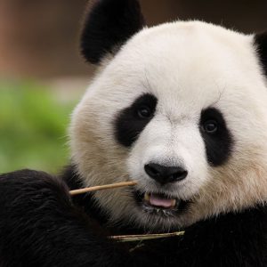 Oso Panda