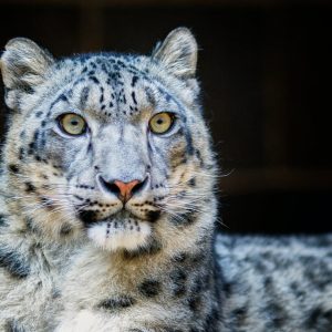 Leopardo de las Nieves