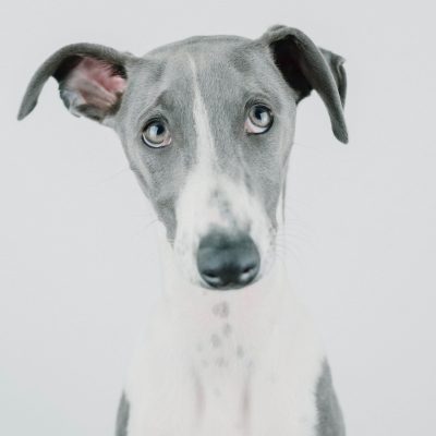 Galgo español