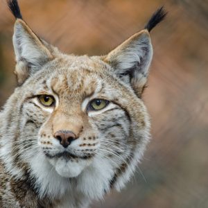 Lince Ibérico