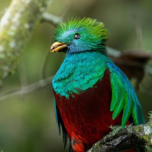 Quetzal