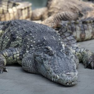 Cocodrilo del Orinoco