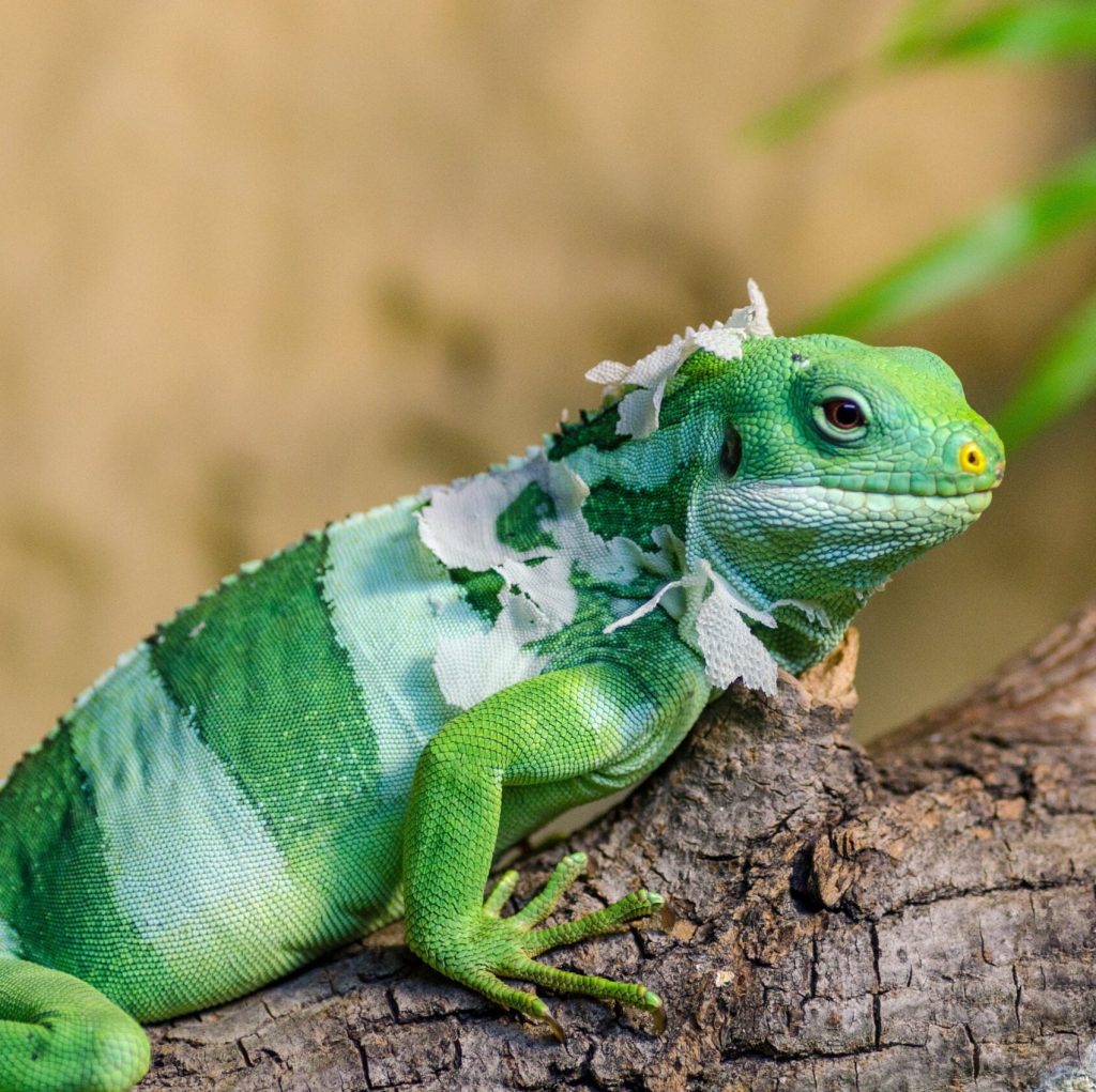 IGUANA