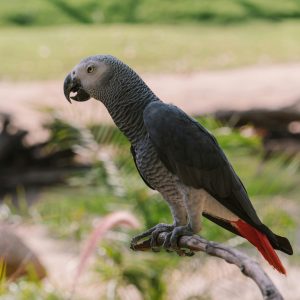 Loro Gris Africano