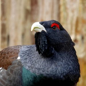 Urogallo Cantábrico