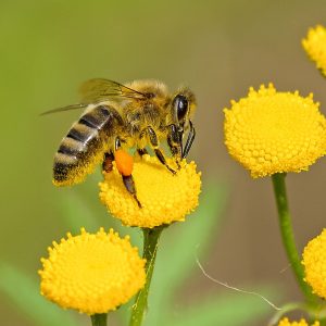Danza de las Abejas