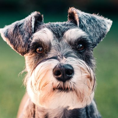 SCHNAUZER