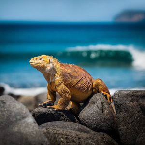 Iguana Terrestre de Galápagos