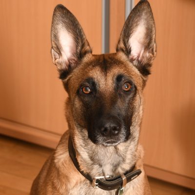 Pastor belga malinois