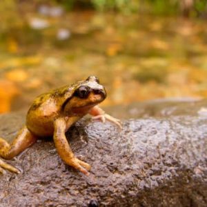 Rana Pehuenche de Pecho Espinoso